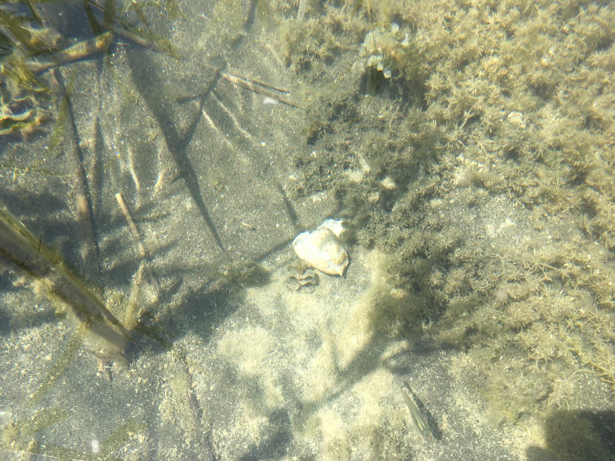 Al Lago di Martignano (RM): nido di folaga con uova